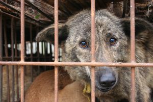 Finally better times for dogs in China ?